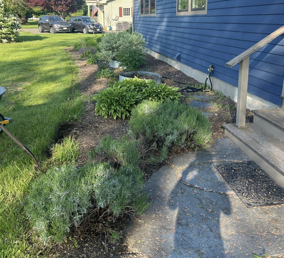 Landscape bed after mulching and cleanup beside a blue house in New Salem, Massachusetts.