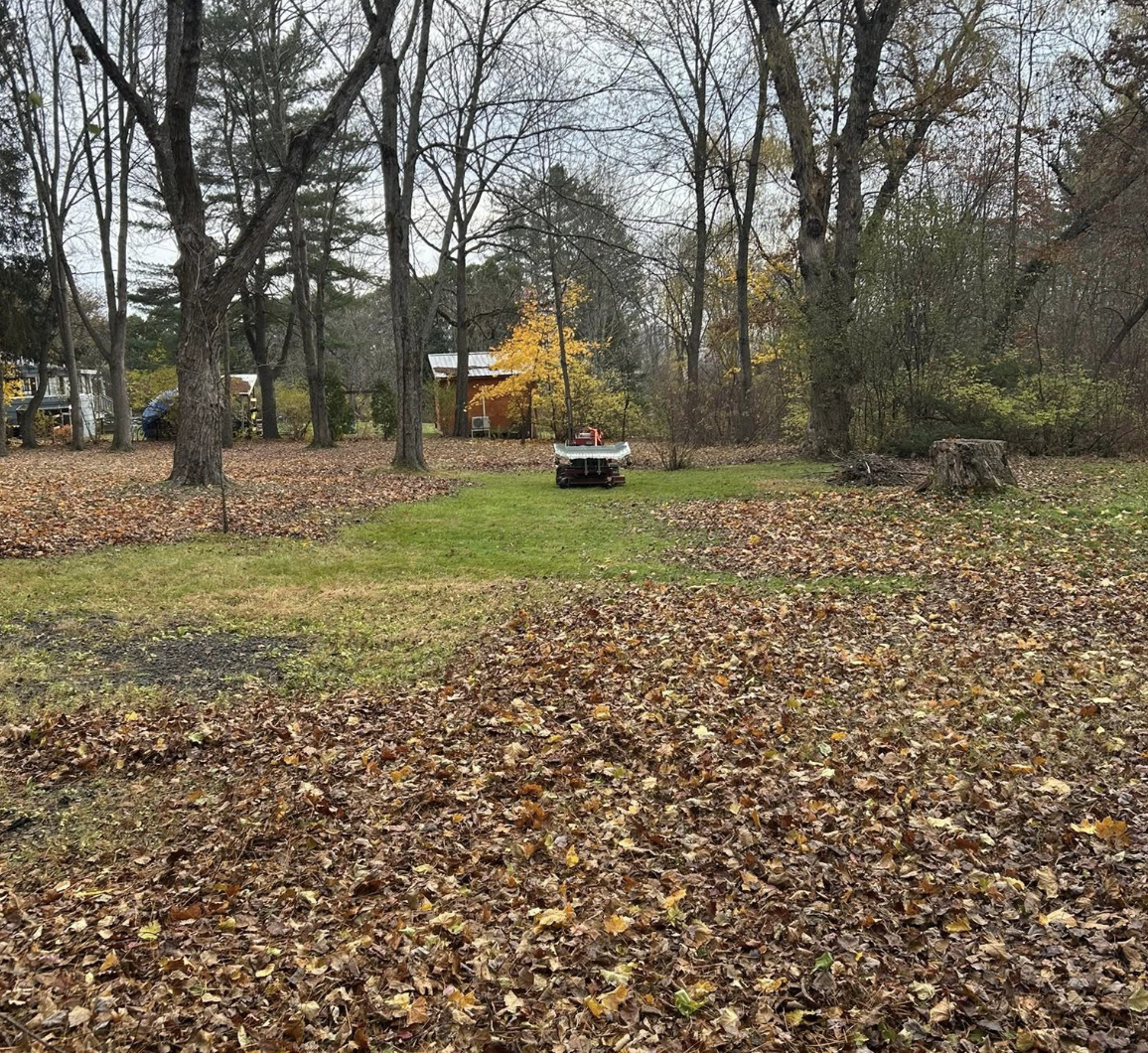 Wooded yard blanketed in fallen autumn leaves before a fall cleanup in New Salem, MA.