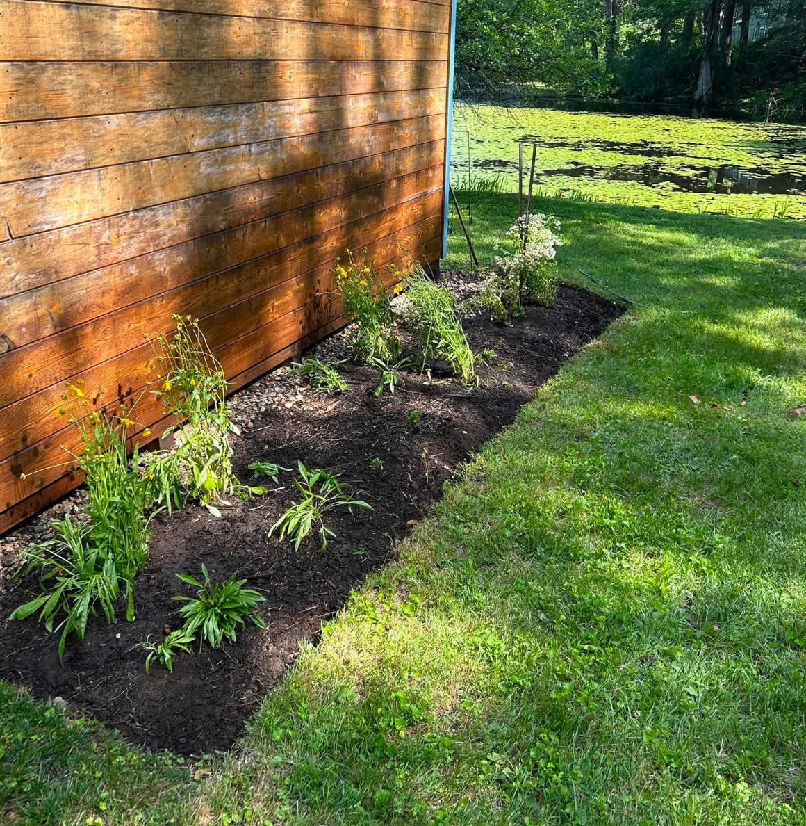 New foundation planting bed with dark mulch overlooking a pond in New Salem, MA.