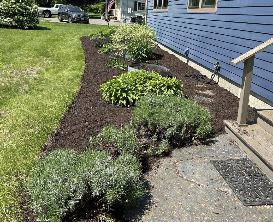 Landscape bed before mulching and cleanup beside a blue house in New Salem, Massachusetts.