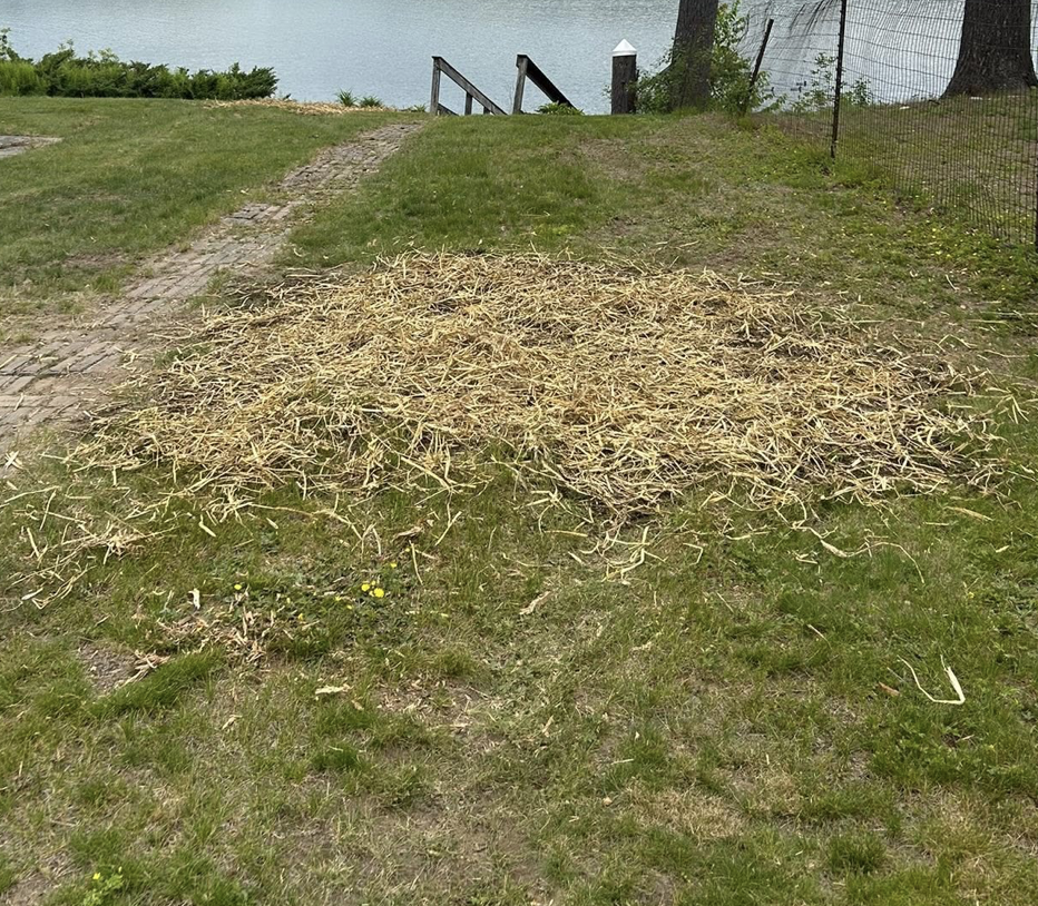 Same spot after stump grinding, with the stump removed and ground cleared.