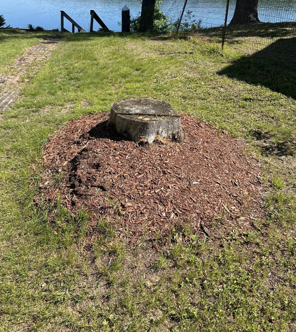 Tree stump left in the yard before grinding.